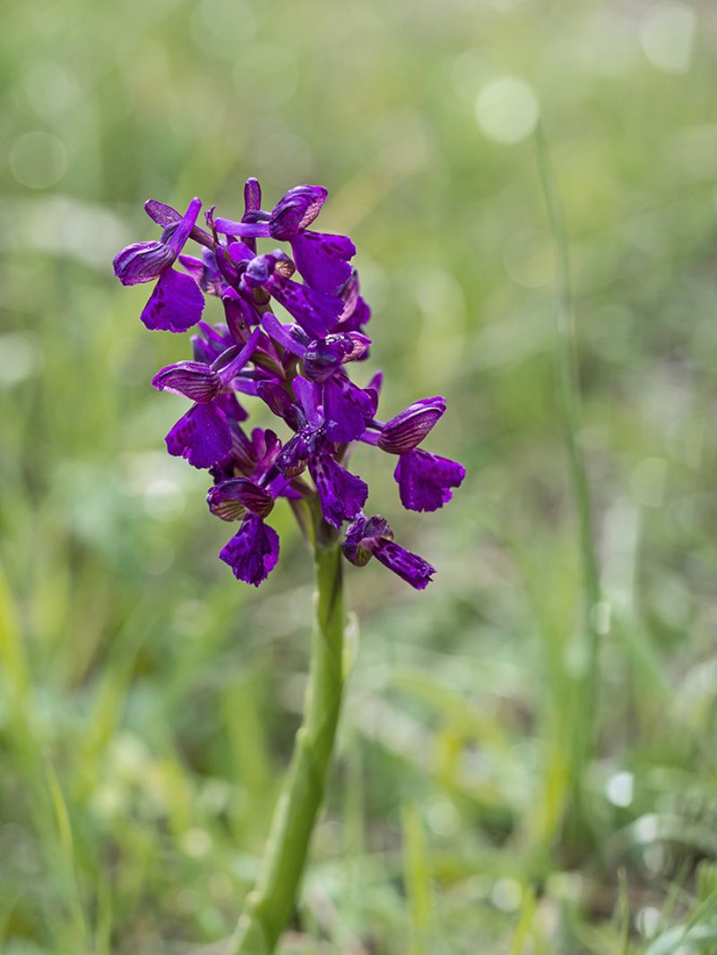 E poi....Anacamptis morio